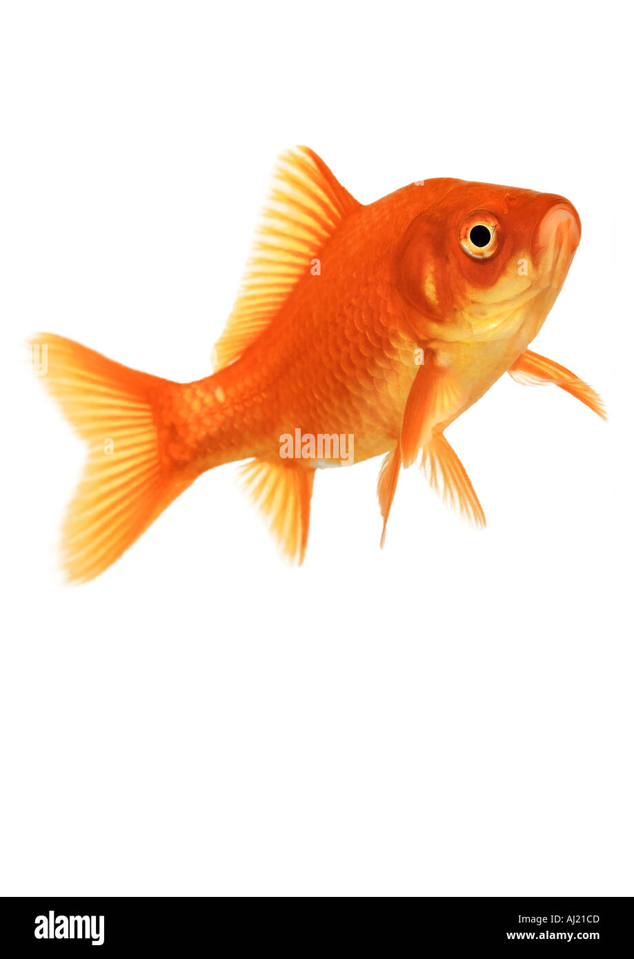 Goldfish Foto Stock