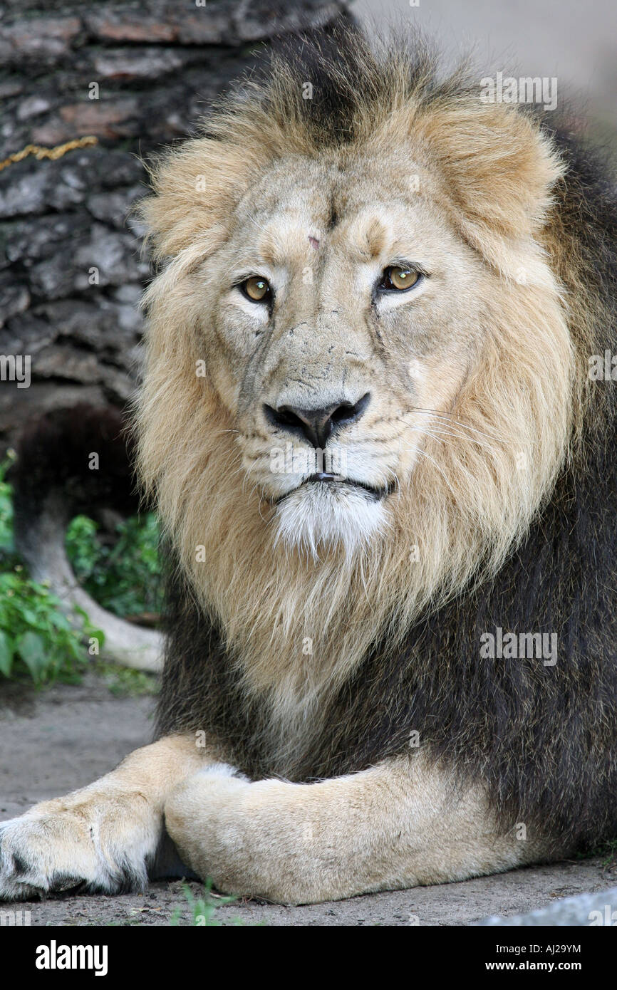 Ritratto di un maschio di leone (Panthera Leo) visto in Govenors Camp il Massai Mara, Kenya Foto Stock