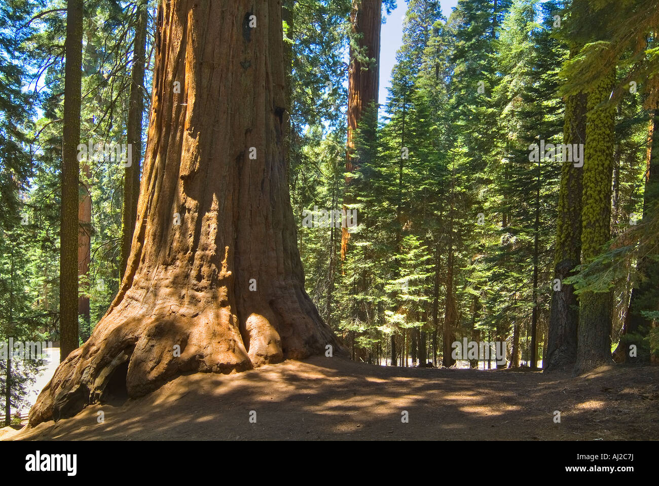 Redwood albero di sequoia dettaglio panoramica, Parco Nazionale di Sequoia Foto Stock