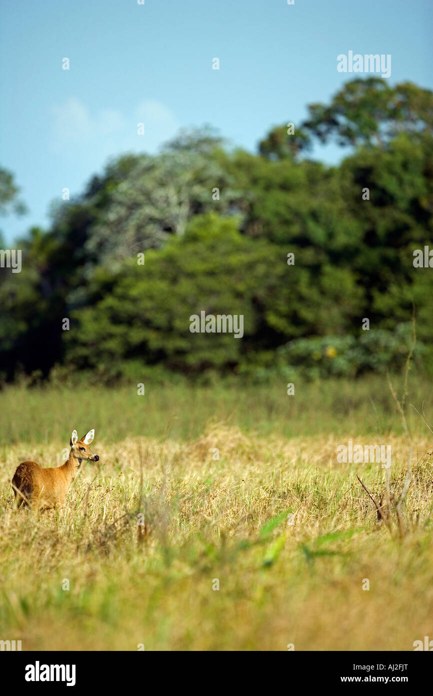 Reticente Pampa cervi, Ozotoceros bezoarticus, mantiene un occhio per i predatori nelle praterie durante la stagione secca Foto Stock