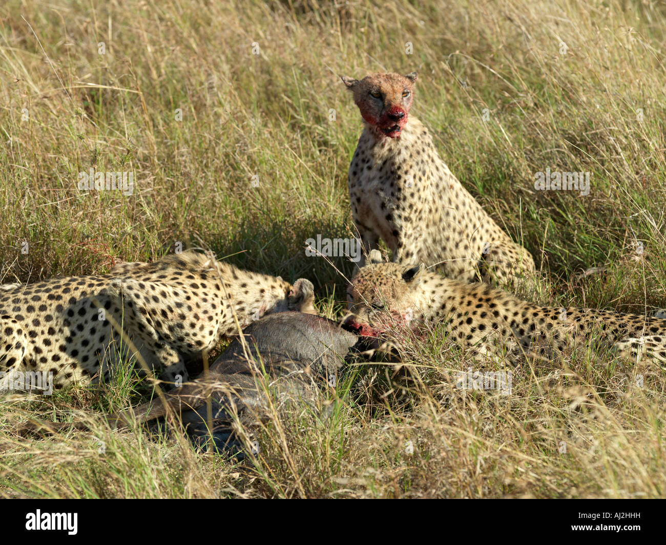 Una famiglia di tre ghepardi maschio mangiare rapidamente la loro uccisione di una giovane gnu prima che essi siano rilevati da iene sulle pianure Foto Stock