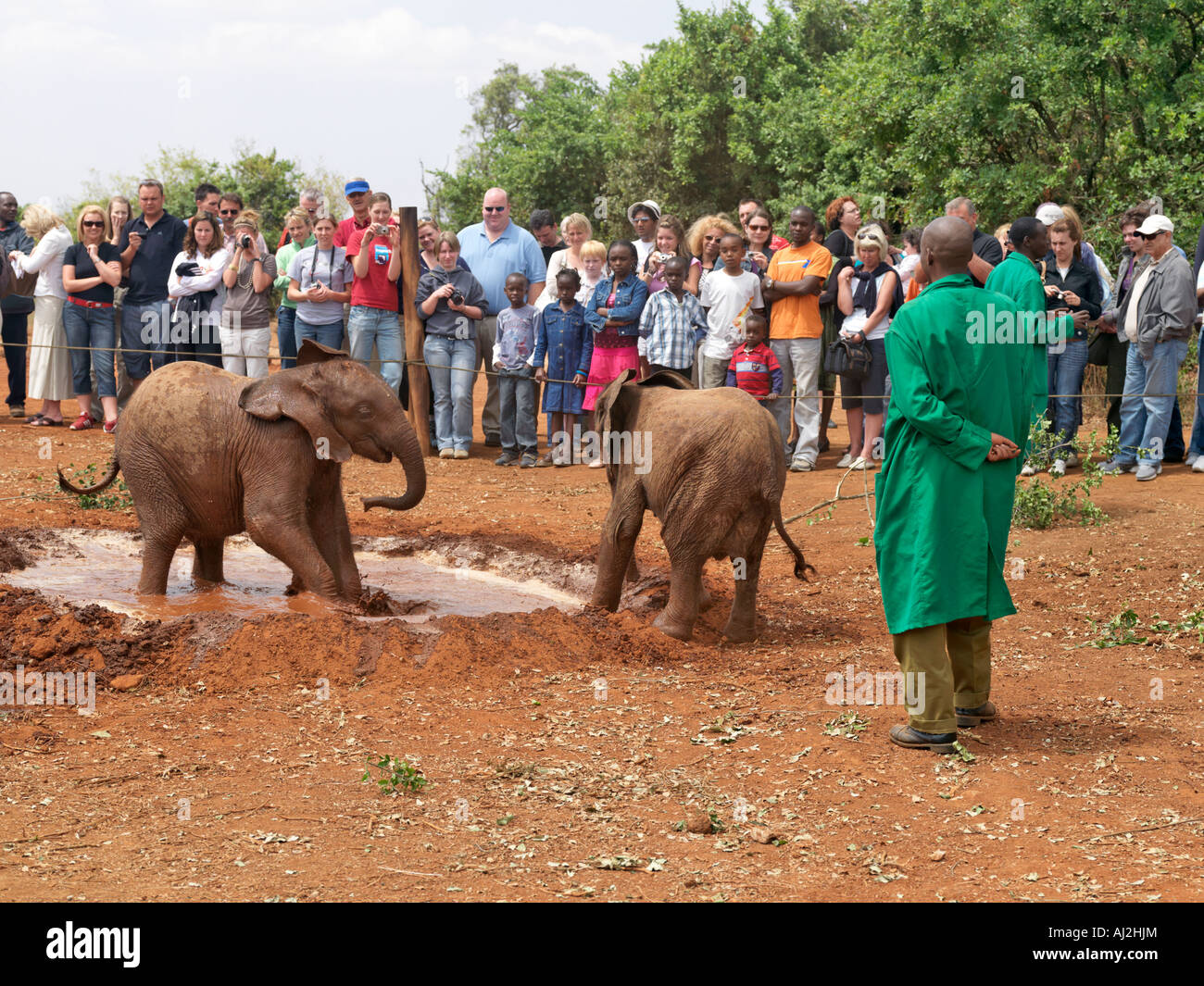 I visitatori osservano baby elefanti orfani giocare in un mudbath durante l'apertura giornaliera ora presso il quartier generale di fiducia Foto Stock