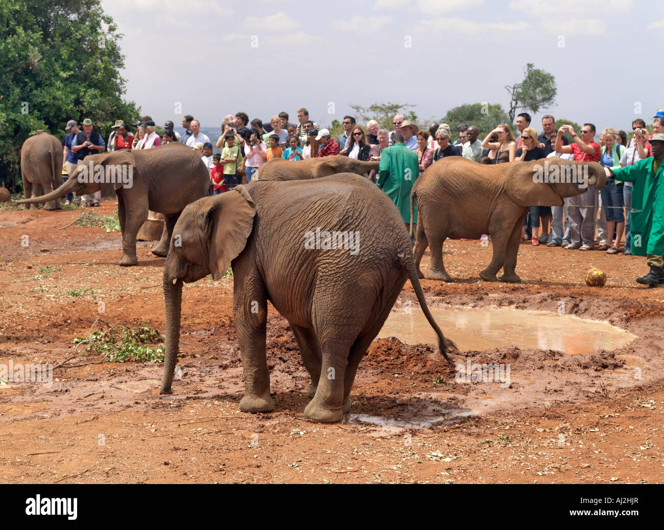 I visitatori osservano baby elefanti orfani essendo alimentati con il latte vicino a mudbath durante l'apertura giornaliera ora presso il quartier generale di fiducia Foto Stock