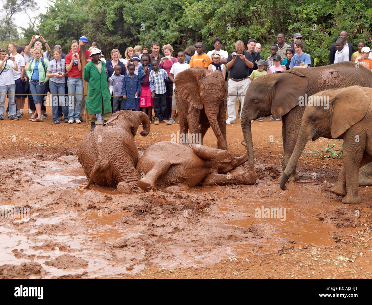 I visitatori osservano baby elefanti orfani giocare in un mudbath durante l'apertura giornaliera ora presso la sede di David Sheldrick Wildlife Trust a Mbgathi nel Parco Nazionale di Nairobi. Foto Stock