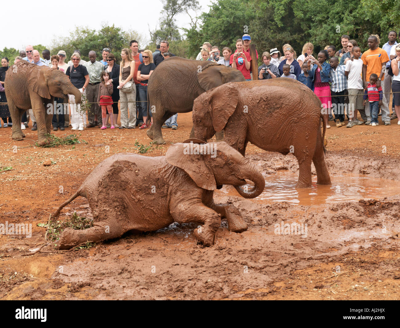 I visitatori osservano baby elefanti orfani giocare in un mudbath durante l'apertura giornaliera ora presso il quartier generale di fiducia Foto Stock