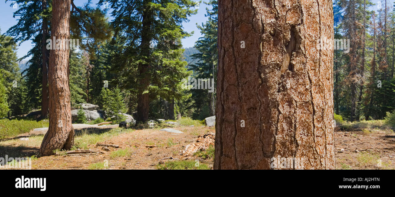 Dettaglio Struttura panoramica, Sequoia National Park California USA Foto Stock