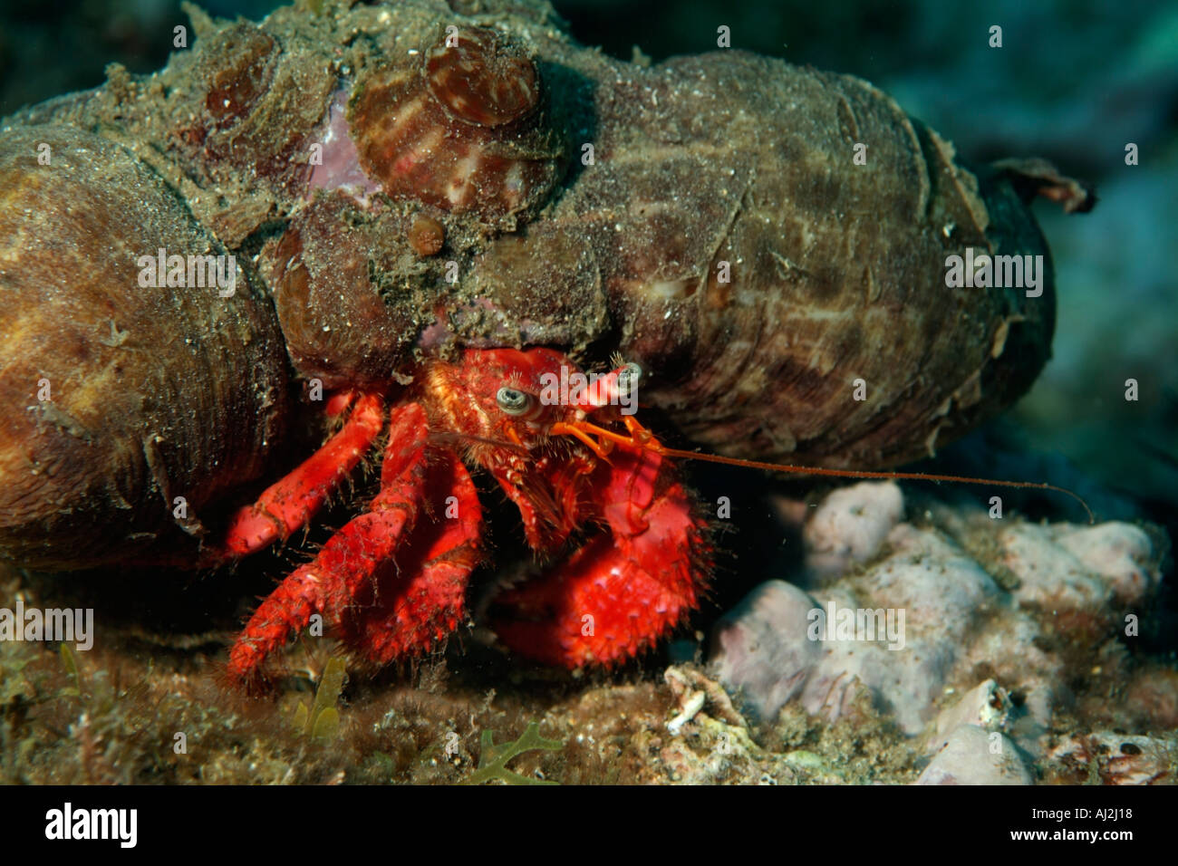 Il Granchio eremita (Dardano arrosor) strisciare in simbiosi con un anemone (Calliactis parasitica) sulla sua parte posteriore Foto Stock