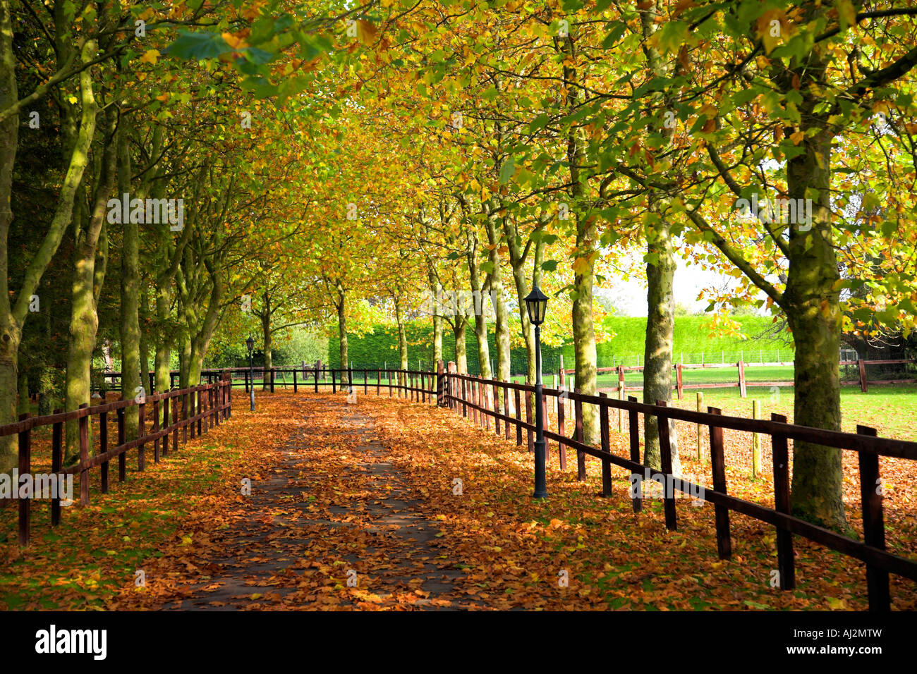 Leafy Lane nel mezzo dell'autunno. Foto Stock