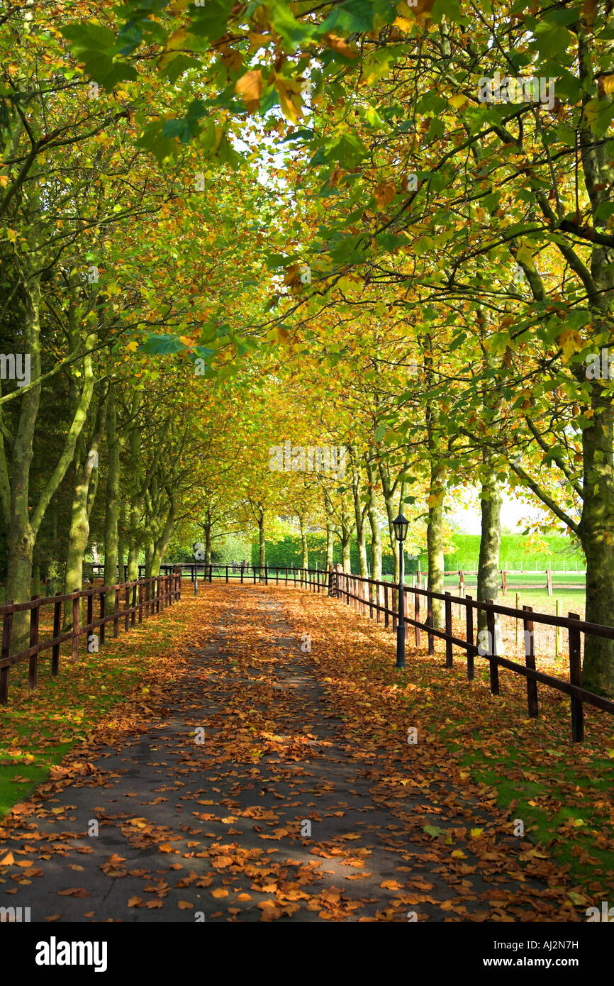 Leafy Lane nel mezzo dell'autunno. Foto Stock