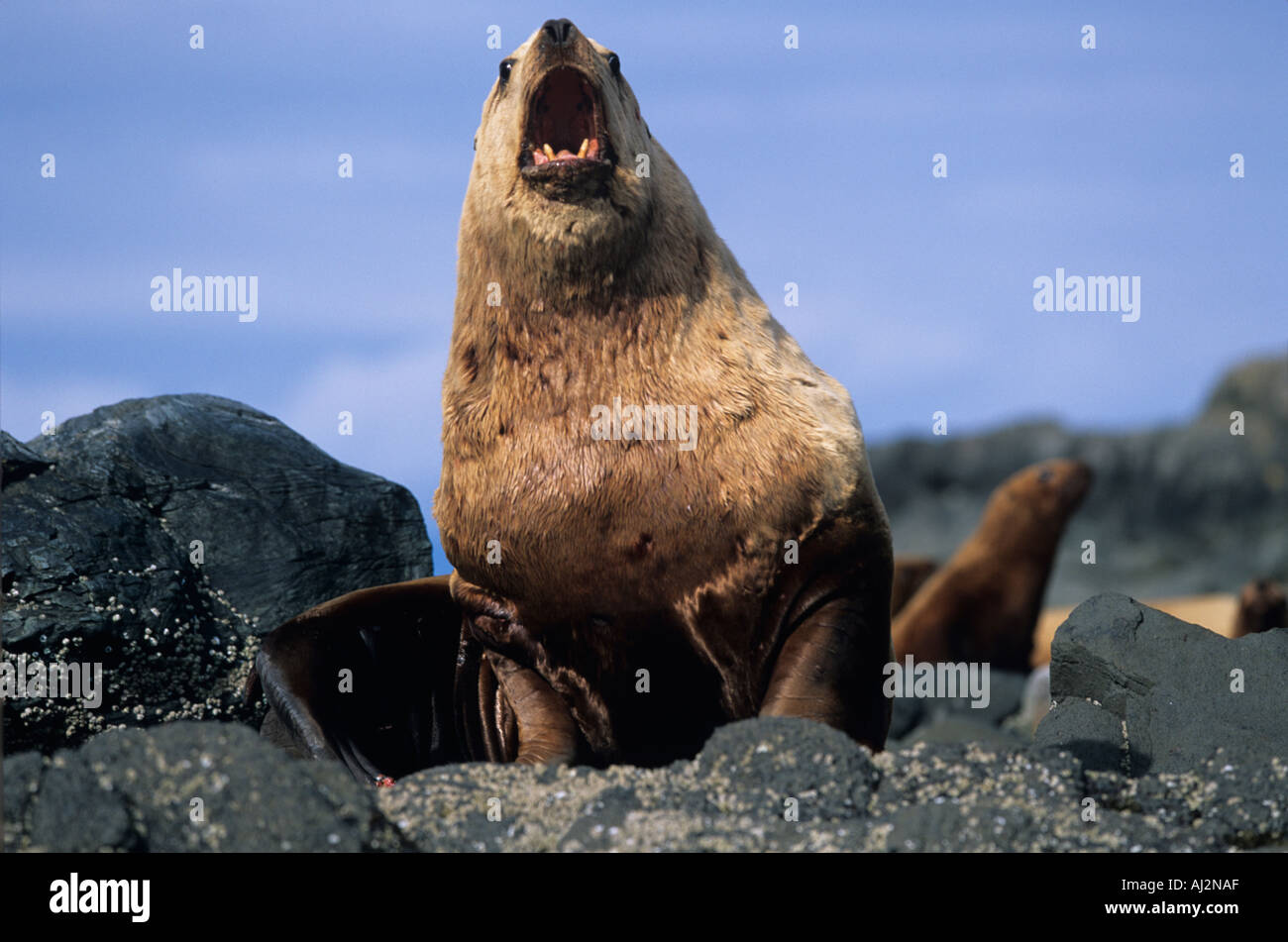 Stati Uniti d'America Alaska Tongass National Forest maschio adulto Steller s Sea Lion Eumetopias jubatus seduti sulle rocce sull isola di vela Foto Stock