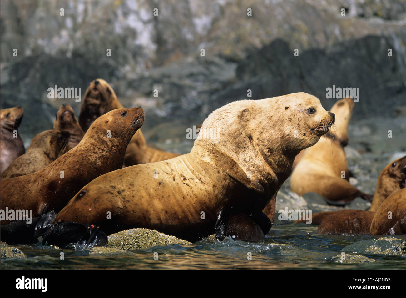 Stati Uniti d'America Alaska Tongass National Forest maschio adulto Steller s Sea Lion Eumetopias jubatus seduti sulle rocce sull isola di vela Foto Stock