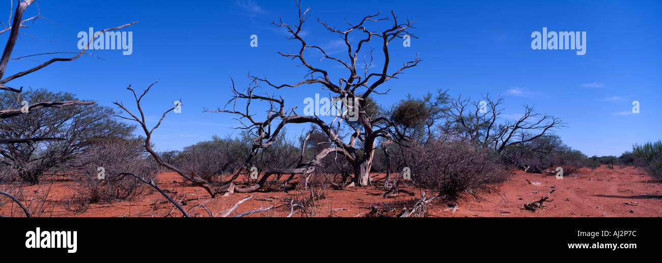 Australia Australia occidentale nodose alberi nel deserto rosso nei pressi di Overland Roadhouse a nord di Perth Foto Stock