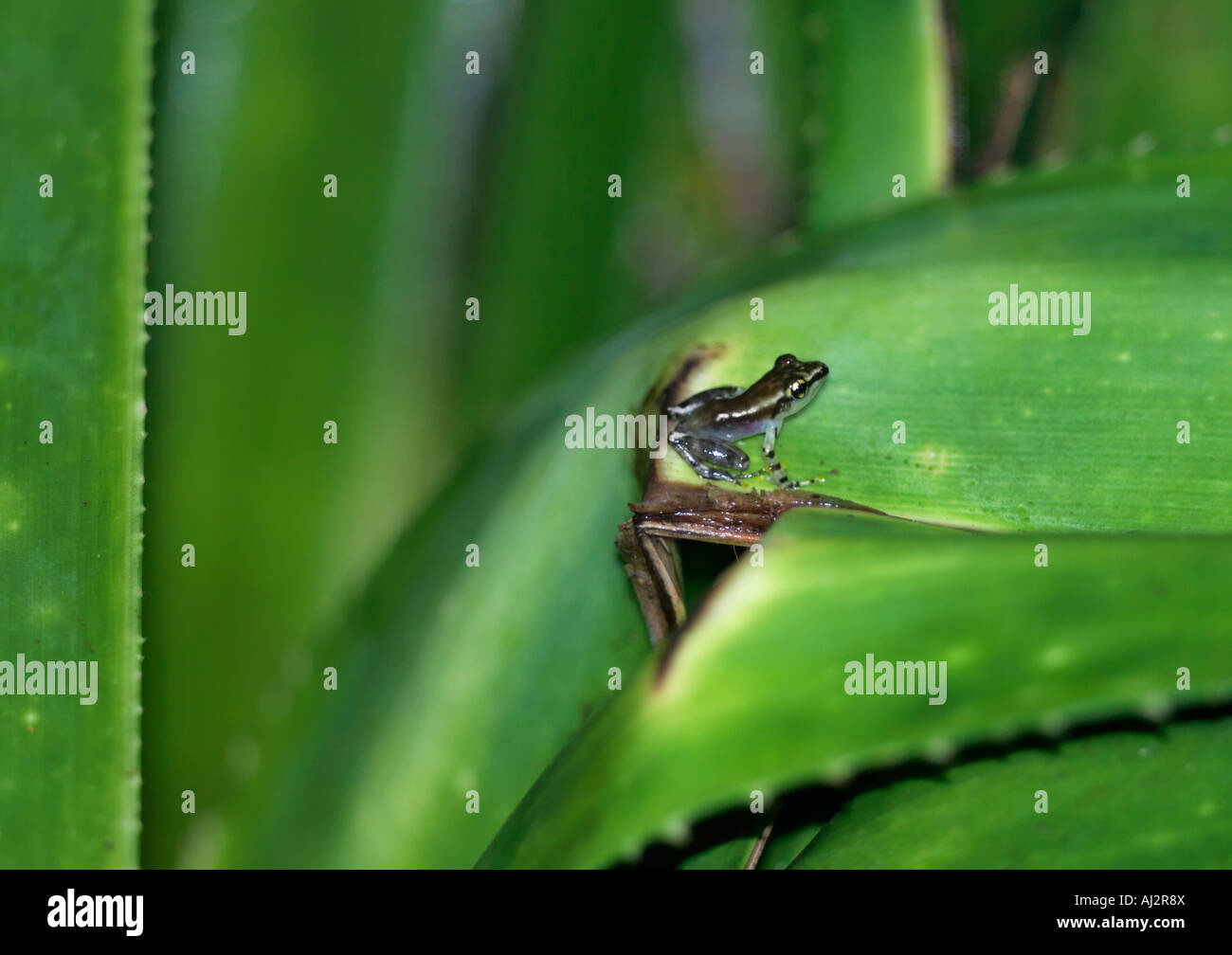 Un diminutivo di rana la Mantidactylus specie vive sulle palme pandanus e è ben mimetizzata per i suoi dintorni Foto Stock