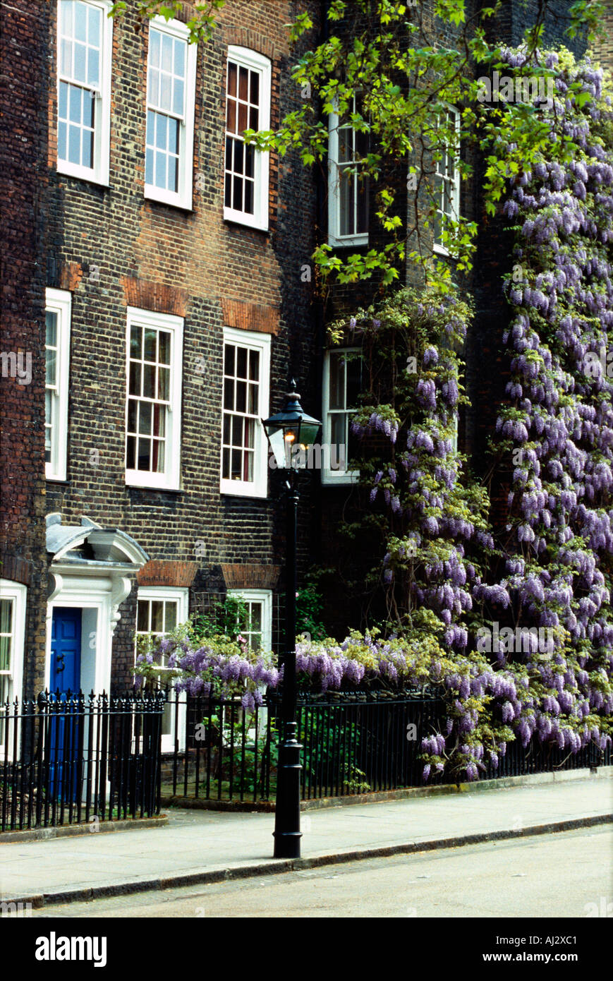 Case e primavera sbocciano i fiori a piazza nuova di Lincolns Inn London REGNO UNITO Foto Stock