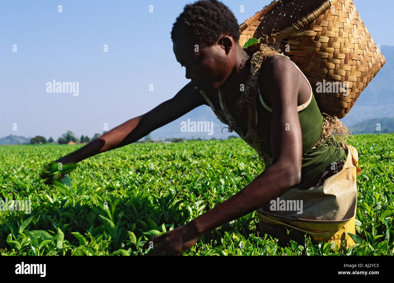 Close-up di un lavoratore di sesso maschile di tè di prelievo su una grande piantagione di tè. Il Malawi Foto Stock