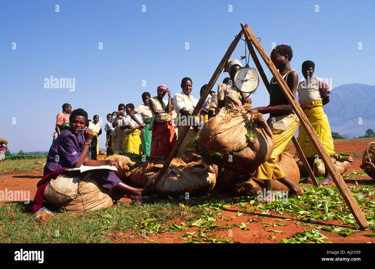 Operai fare la coda nel campo di pesare i loro sacchi di tè selezionato su una grande piantagione di tè. Il Malawi Foto Stock