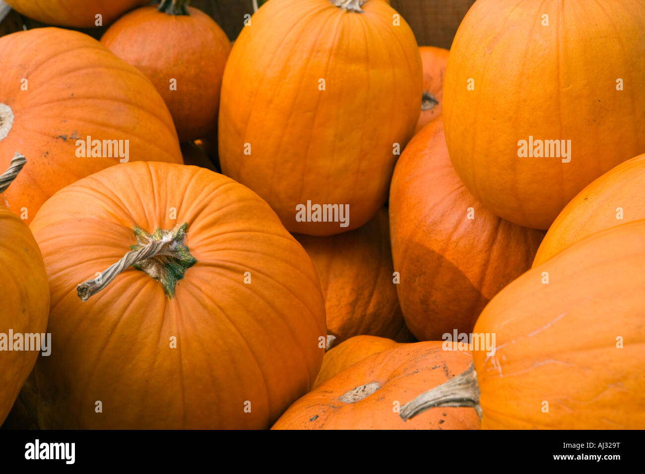 Molti zucche arancione in un bin Foto Stock
