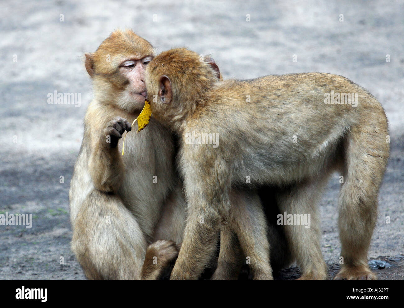 Due baciare le scimmie visto sulla riserva naturale in Kenya, Africa. Uno è in possesso di una foglia. Foto Stock