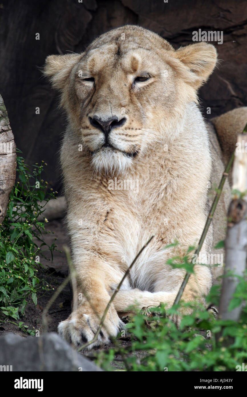 Ritratto di una leonessa femmina (Panthera Leo) visto in Govenors Camp il Massai Mara, Kenya Foto Stock