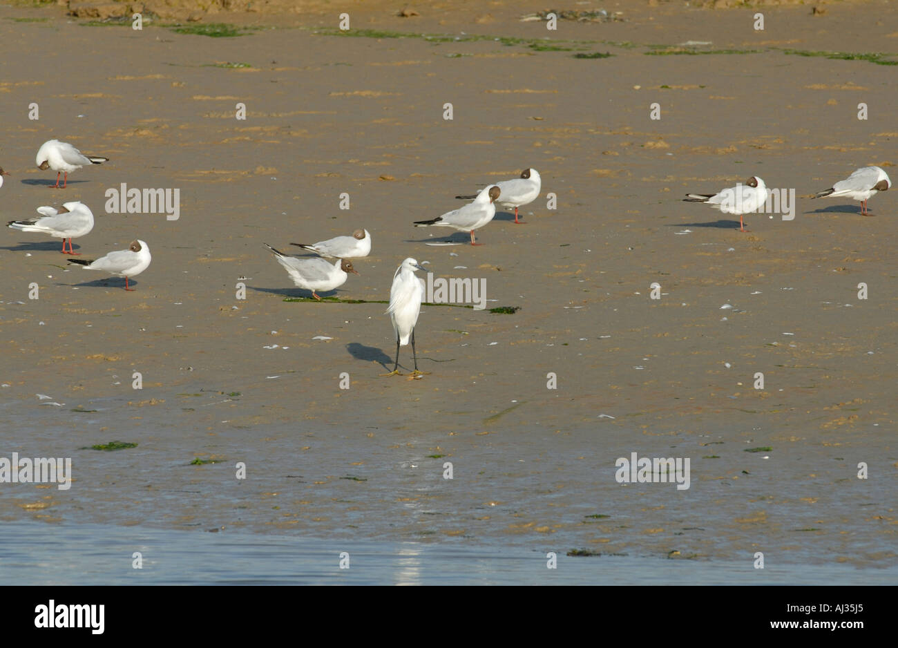 Una Garzetta Egretta garzetta sorge sul bordo del fiume Cuckmere tra testa nera Gabbiani Larus ridibundus Foto Stock