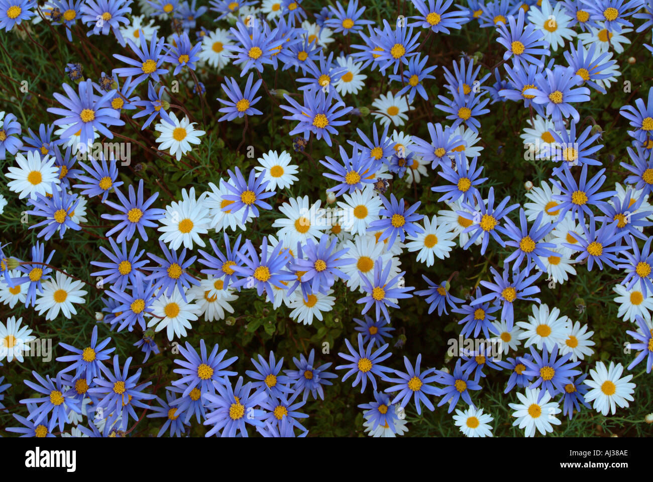 Blu e bianco pedane. utilizzato come un impianto di confine Foto Stock