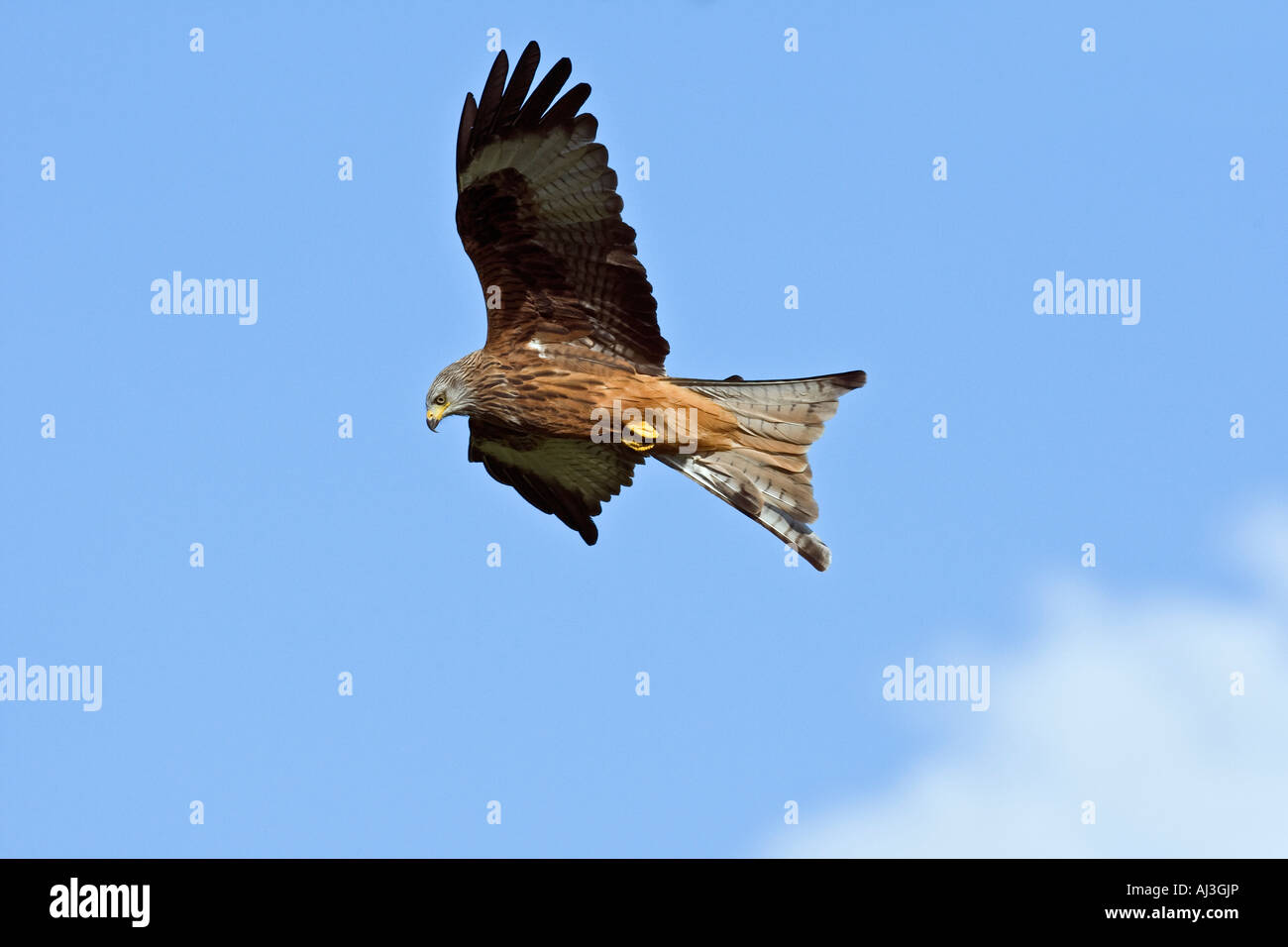 Nibbio reale Milvus milvus in volo con blue sky Gigrin farm GALLES Foto Stock