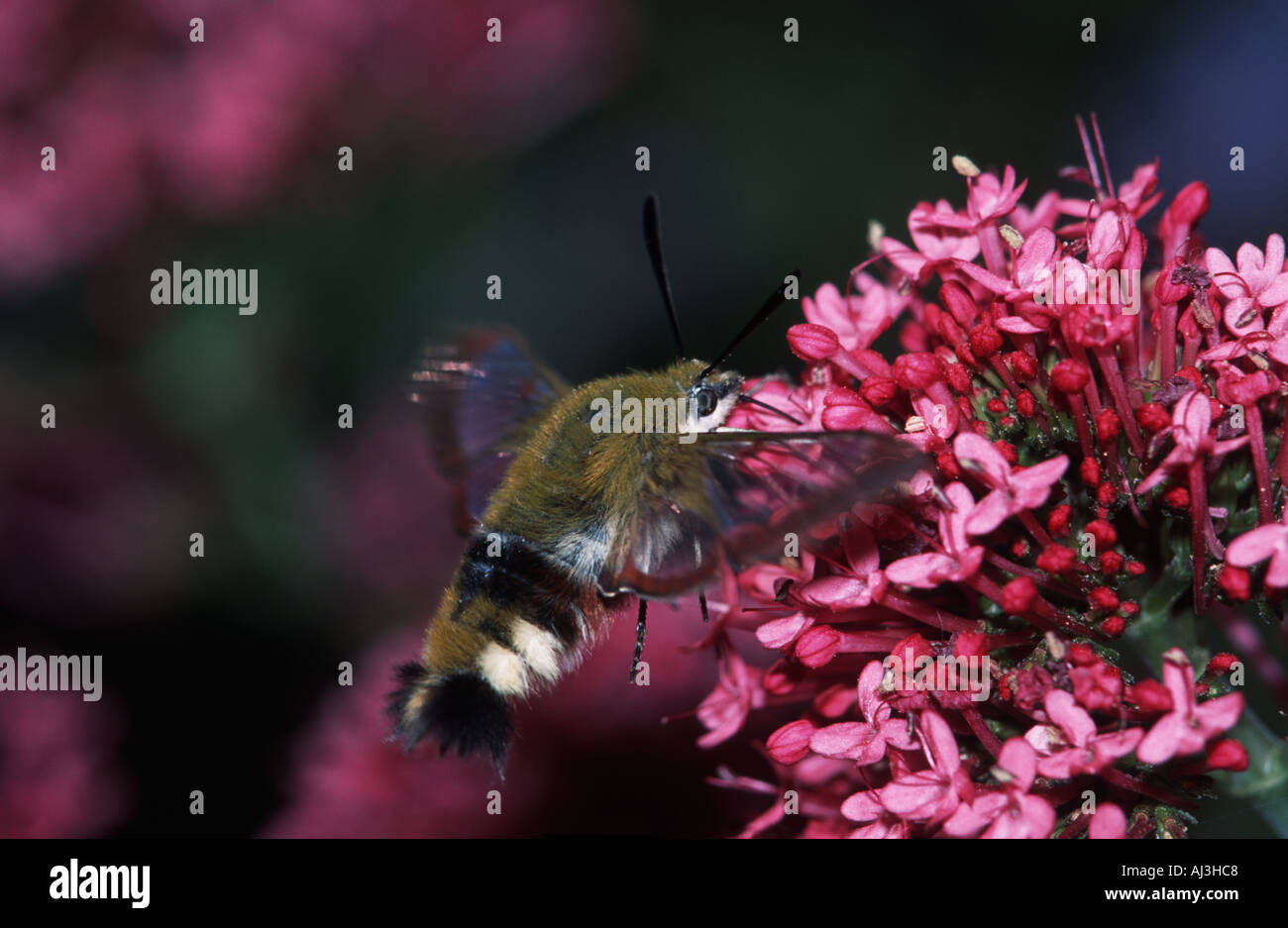 Tityus Hemaris le strette delimitate Bee Hawk moth nettare di raccolta Foto Stock