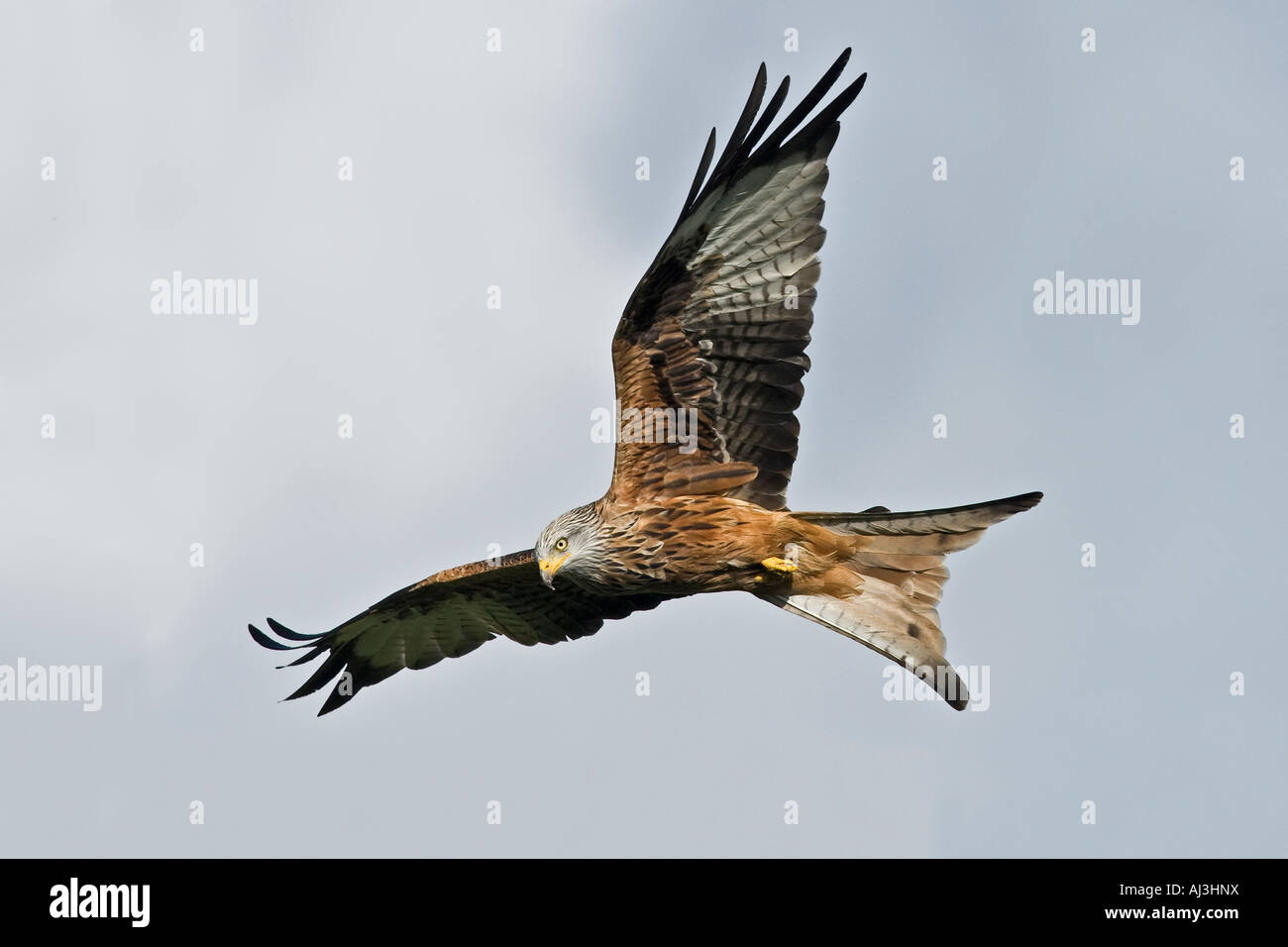 Nibbio reale Milvus milvus in volo cercando alert Gigrin Farm Galles Foto Stock