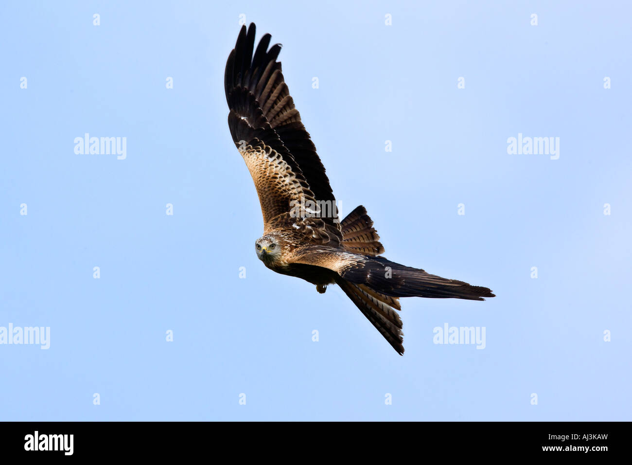 Nibbio reale Milvus milvus in volo cercando alert Gigrin Farm Galles Foto Stock