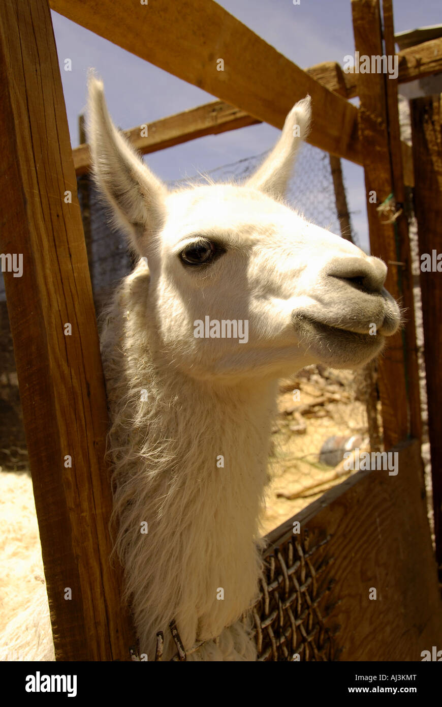 Alpaca llama nel villaggio vicino a San Pedro de Atacama Cile Foto Stock