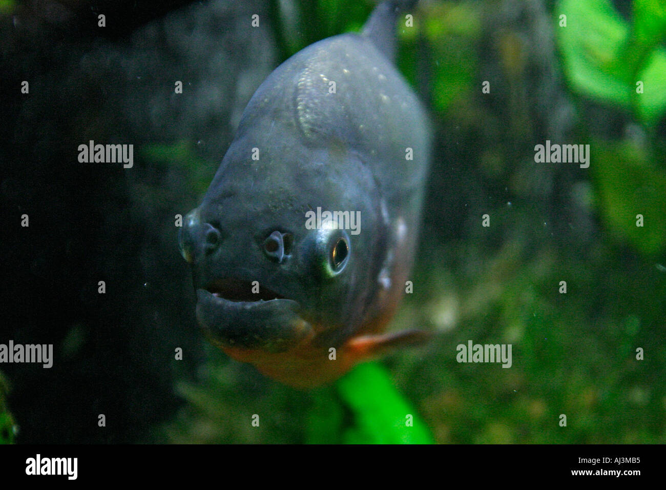 Piranha pesci che nuotano in un fiume guardando la telecamera Foto Stock