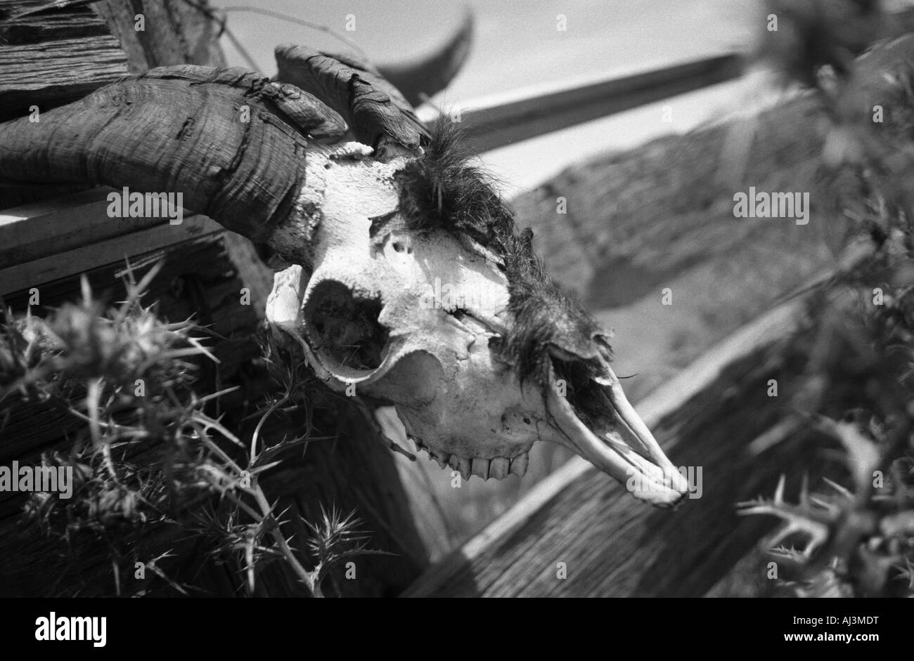 Cranio, terreni agricoli, Nuovo Galles del Sud, Australia Foto Stock