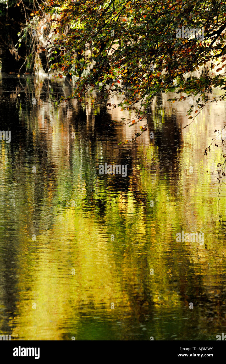 Il fogliame di autunno a basso appeso fogliame di autunno si riflette nel lento acqua in movimento Foto Stock