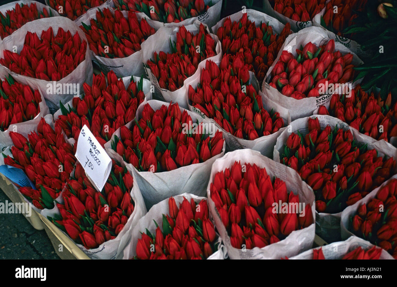 Tulipani rossi al mercato dei fiori di Amsterdam, Paesi Bassi Foto Stock