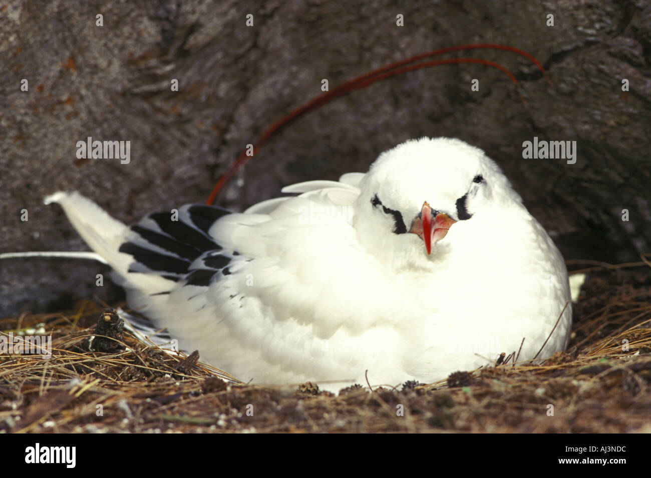Red-tailed Tropic Bird Foto Stock