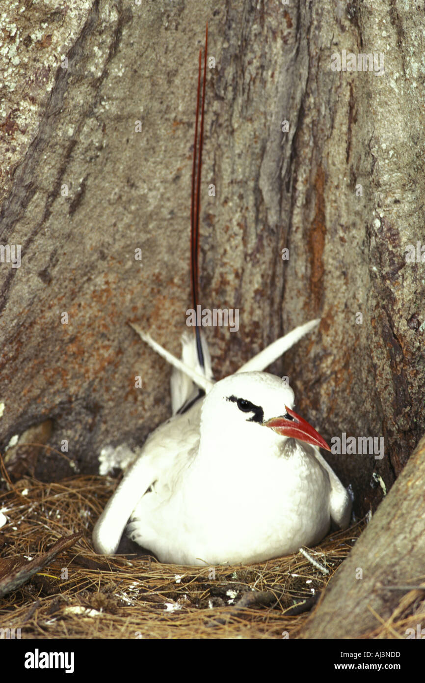 Red-tailed Tropic Bird Foto Stock