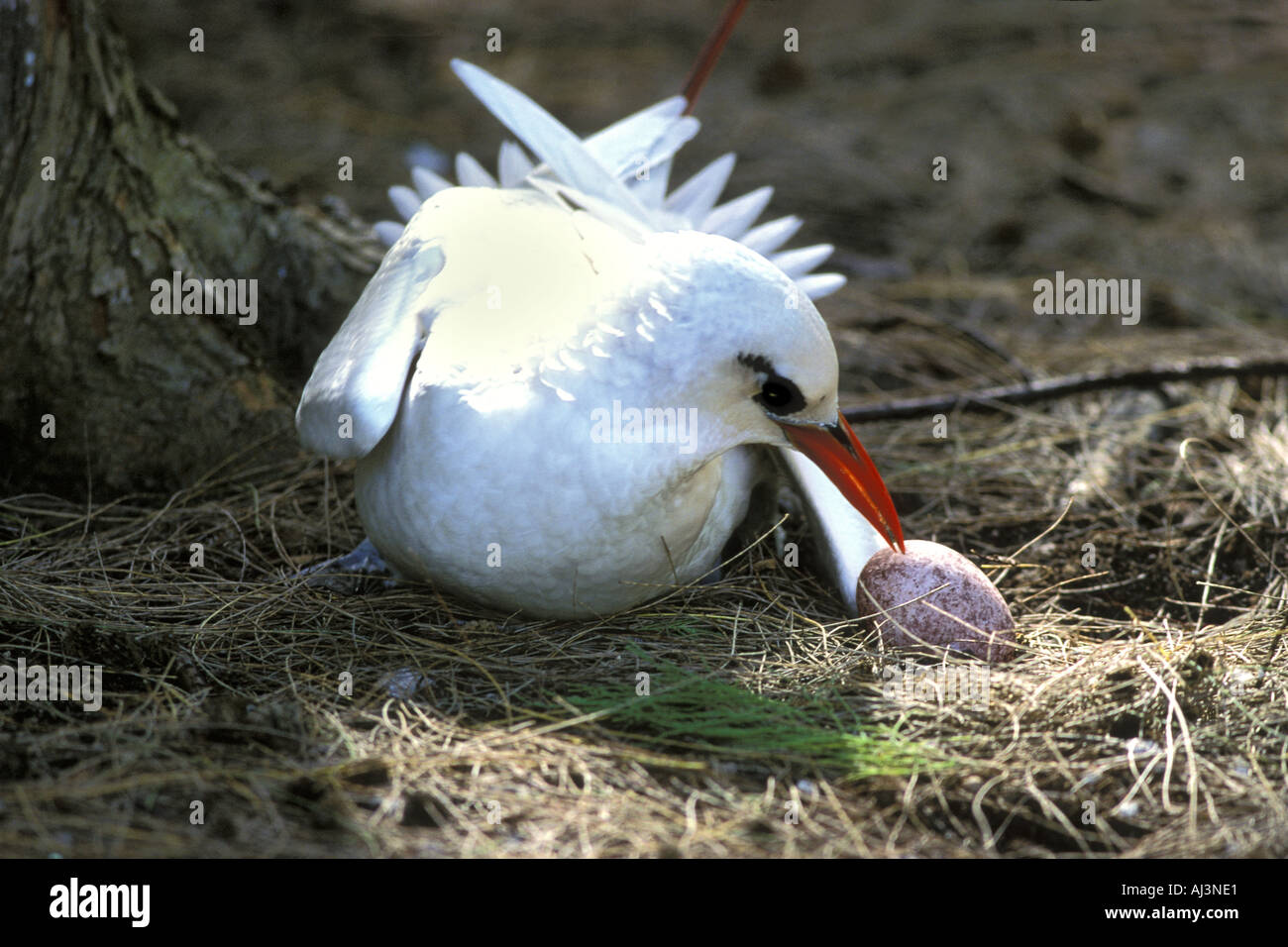 Red-tailed Tropic Bird con nuova posa delle uova Foto Stock