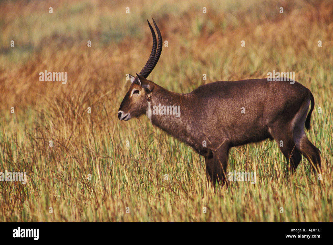 Defassa Waterbuck Kobus ellipsiprymnus Uganda Foto Stock