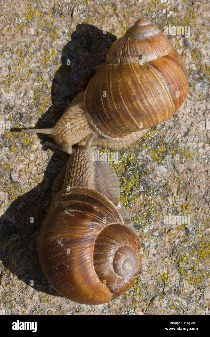 Pomatia dell'elica Foto Stock