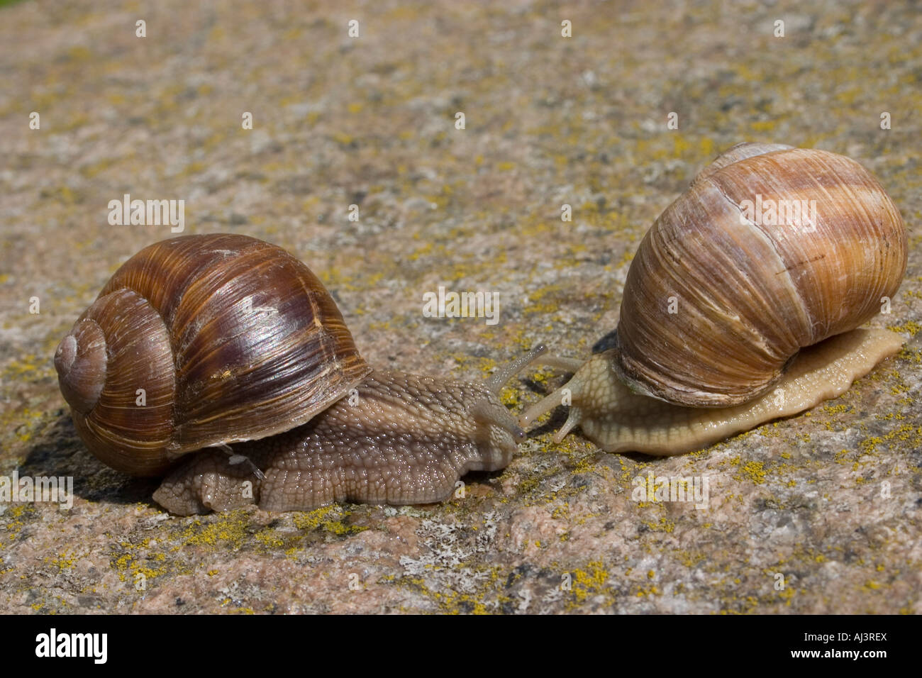 Pomatia dell'elica Foto Stock