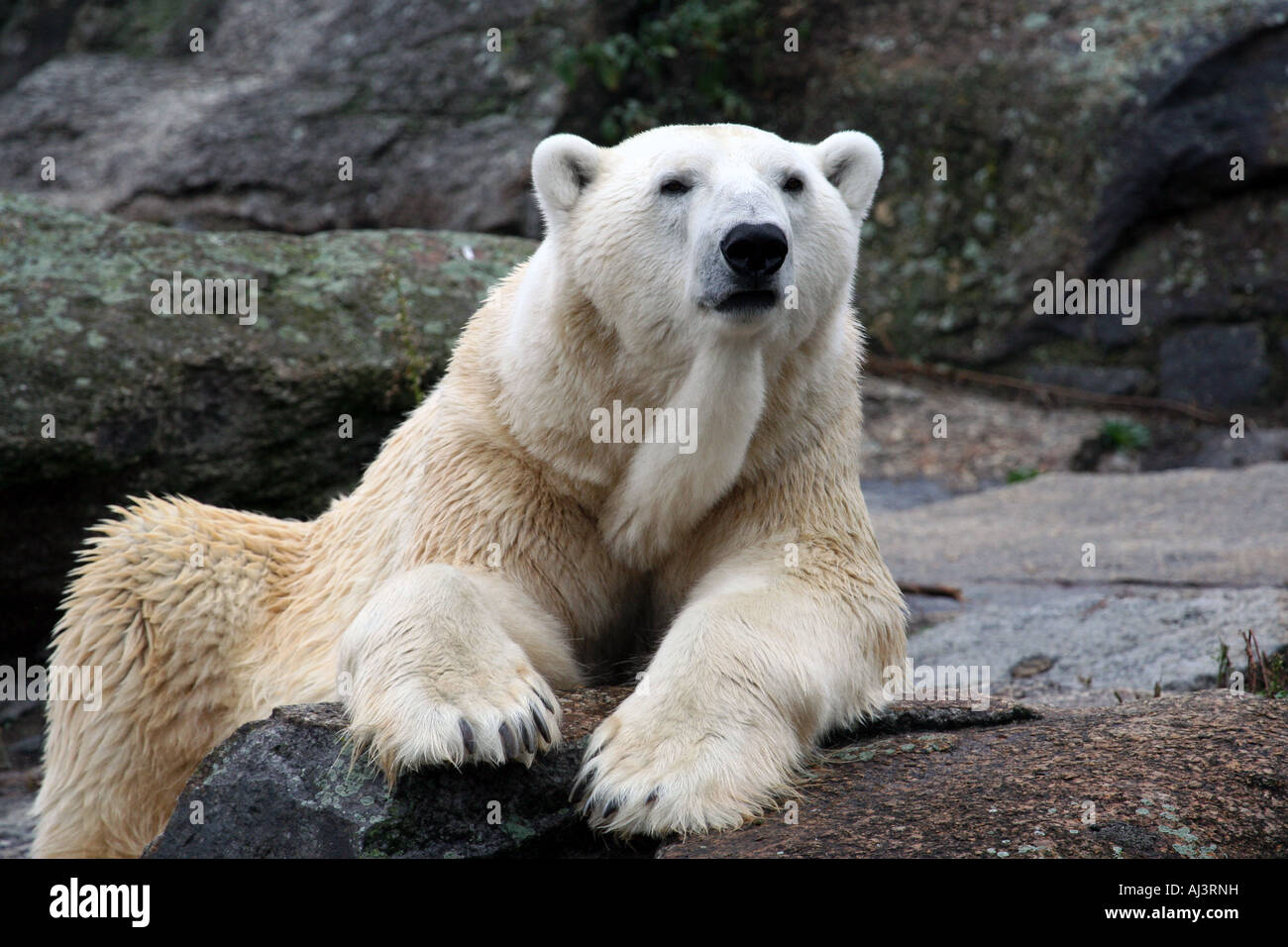 Ritratto di un orso polare, (Ursus maritimus), visto qui su alcune rocce in Groenlandia Foto Stock