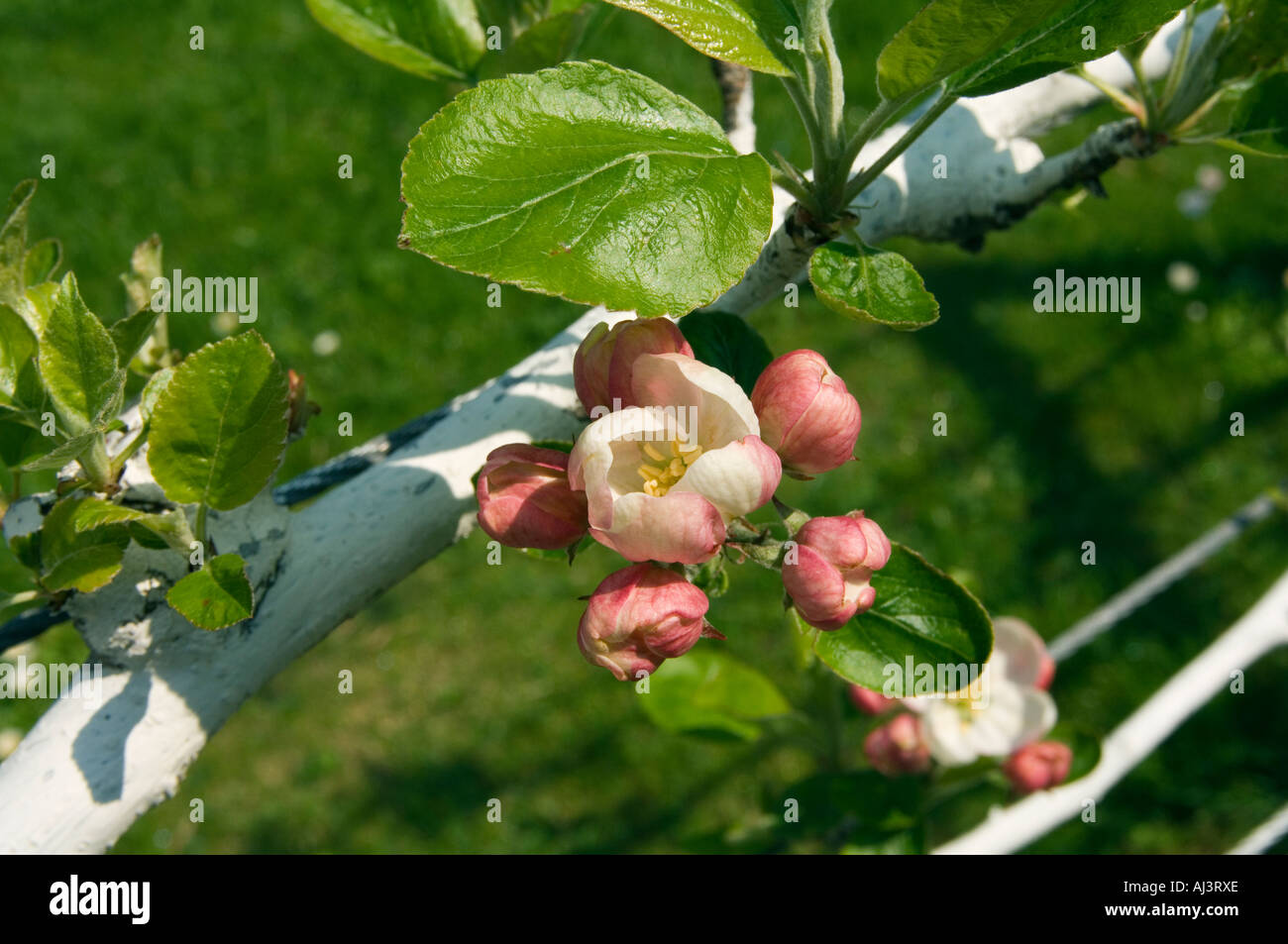 Fiore di melo Foto Stock