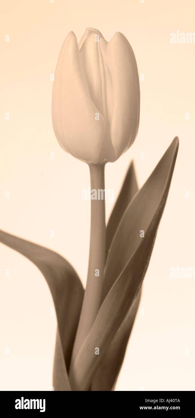 seppia tulipano Foto Stock
