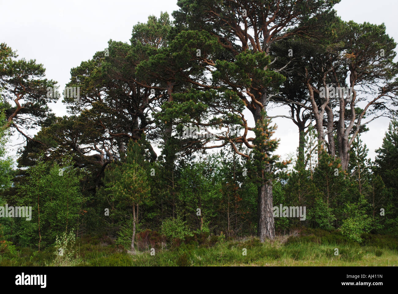 Foresta in Cairngorm National Park Highland Scozia Scotland Foto Stock