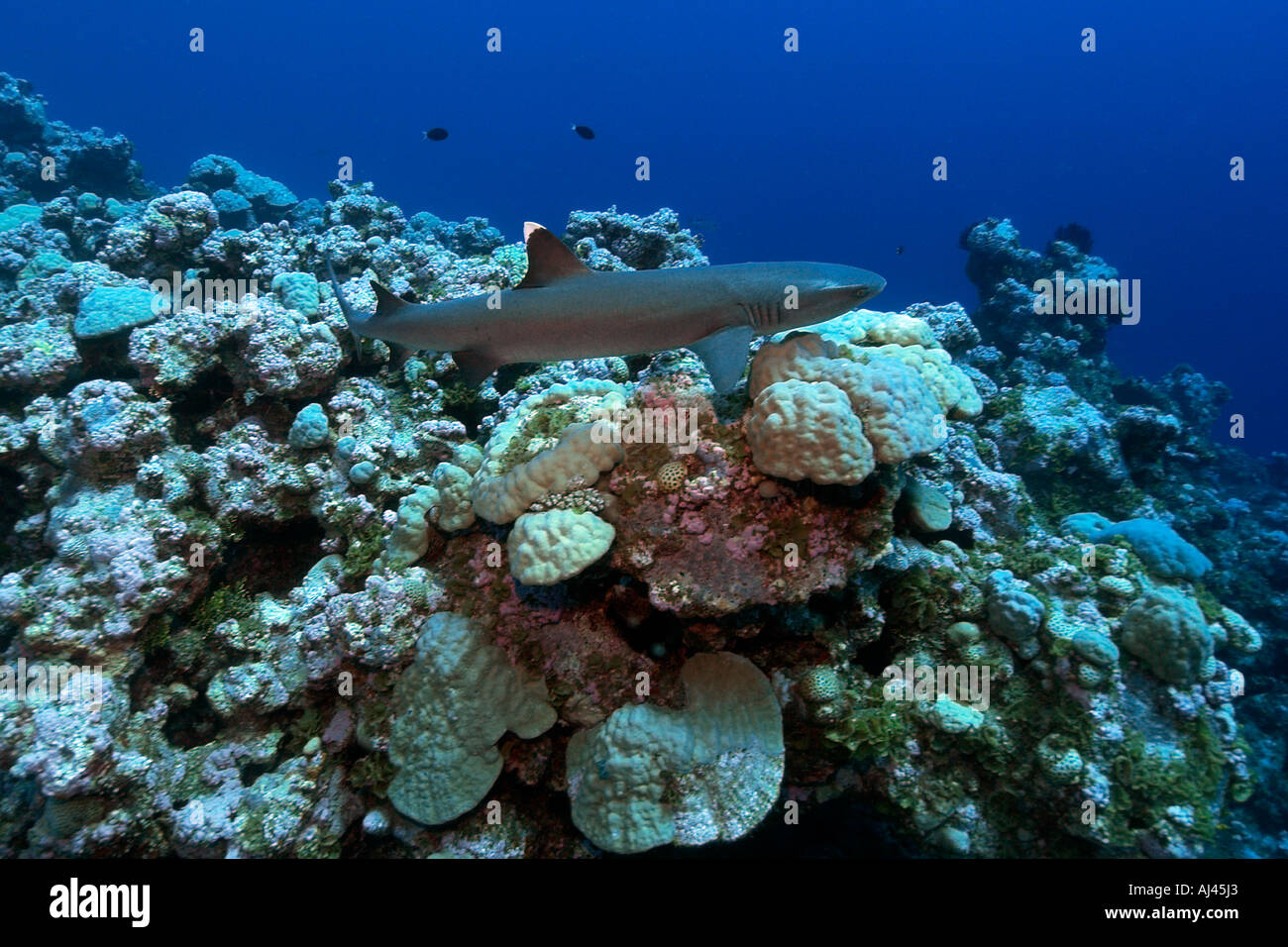 Whitetip reef shark Triaenodon obesus Ailuk atollo delle Isole Marshall del Pacifico Foto Stock