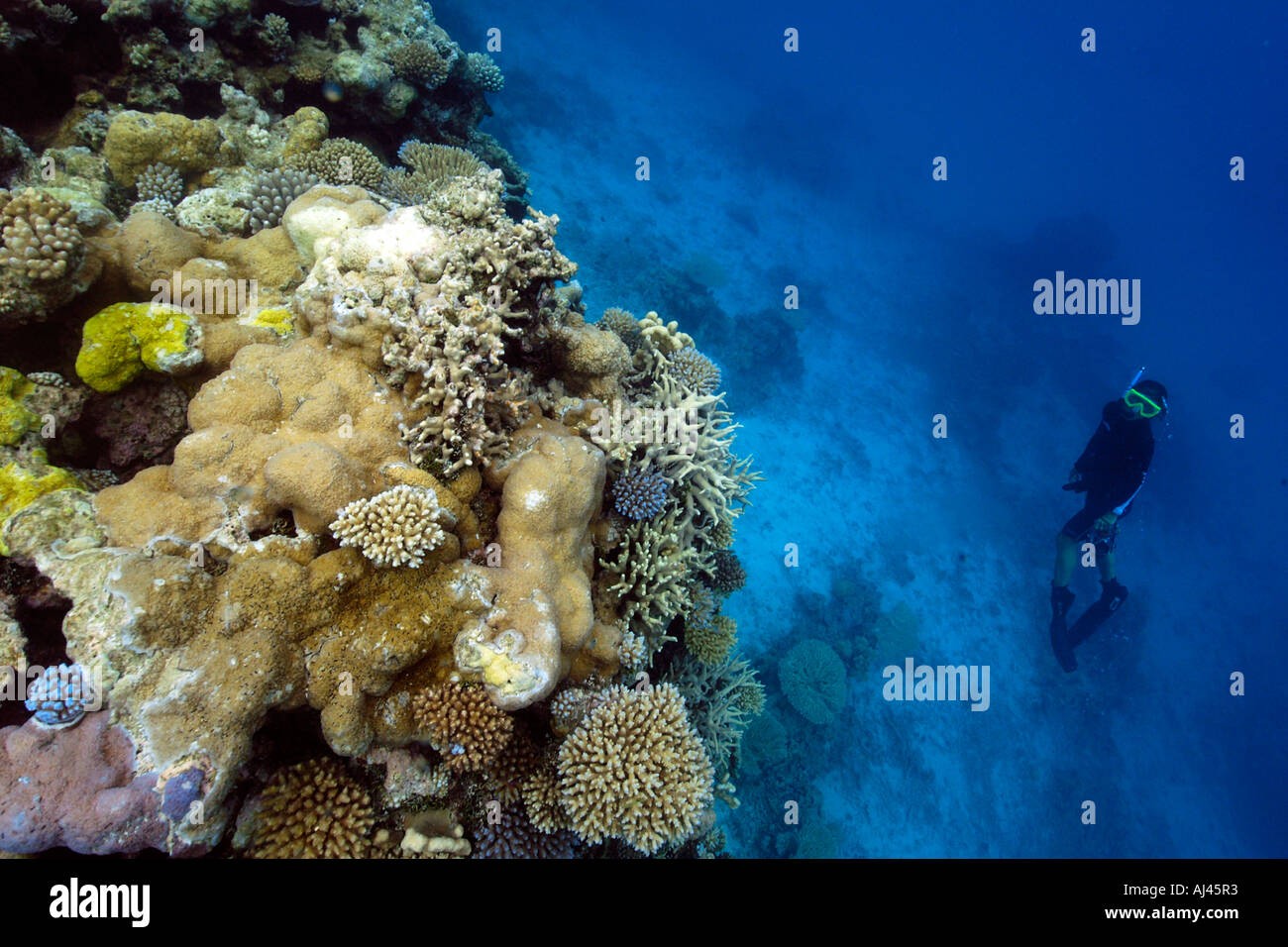 Apneista esplora una immacolata barriera corallina principalmente Acropora spp Ailuk atollo delle Isole Marshall del Pacifico Foto Stock