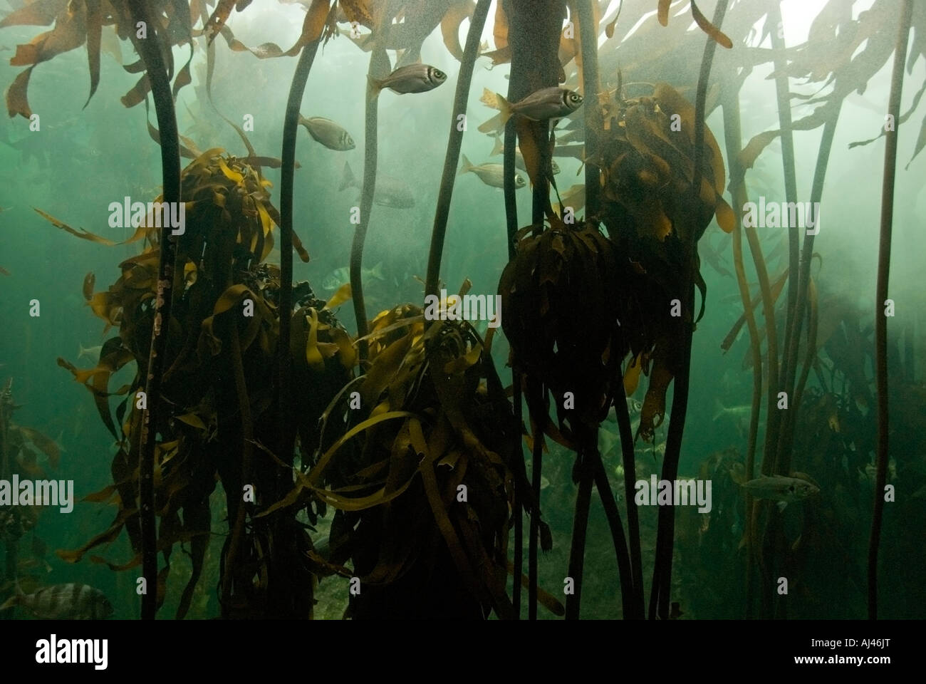 Foresta di Kelp display e pesci due Ocean Acquario Città del Capo Sud Africa Foto Stock