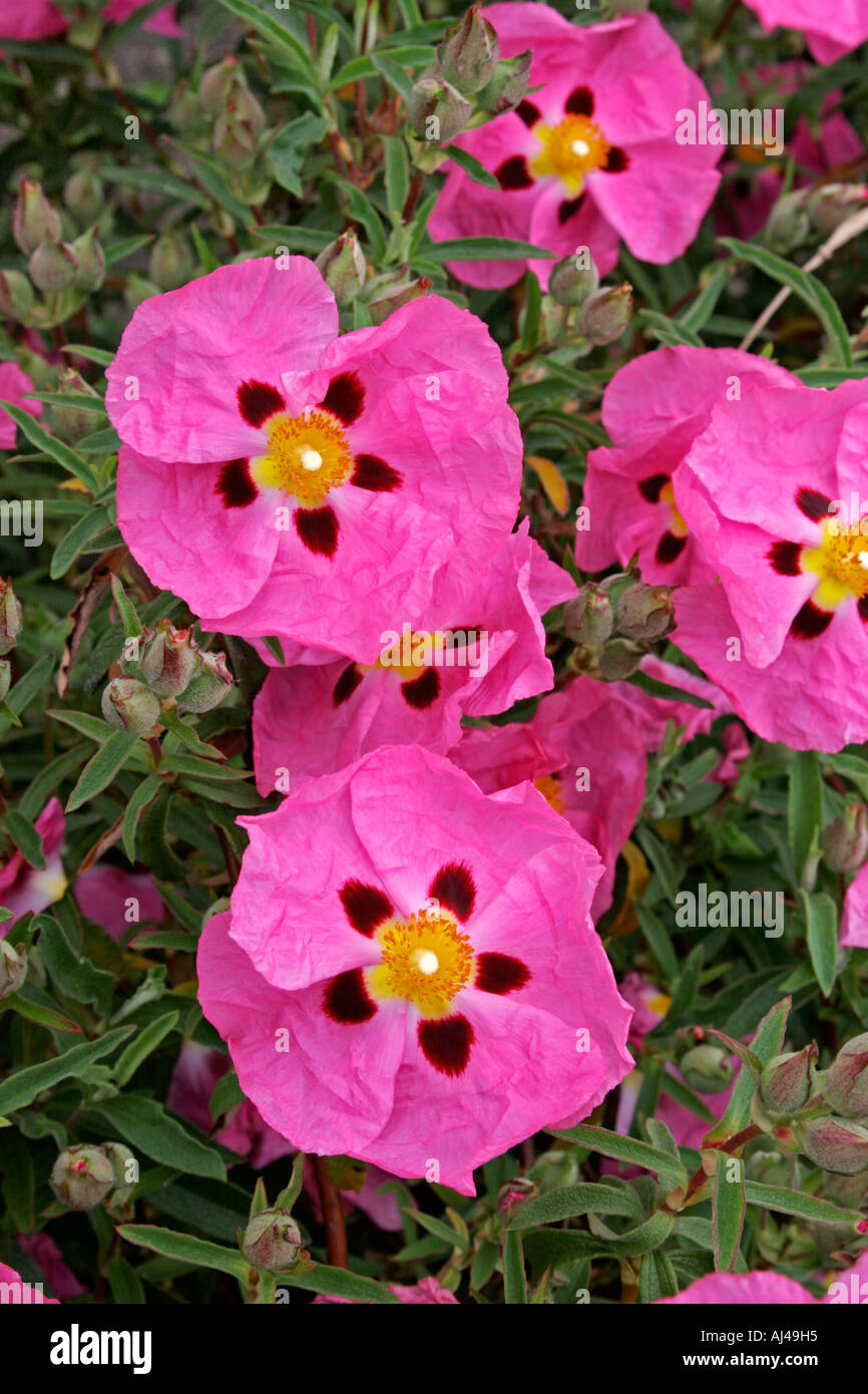 Orchid cisto nome botanico Cistus x purpureus Foto Stock