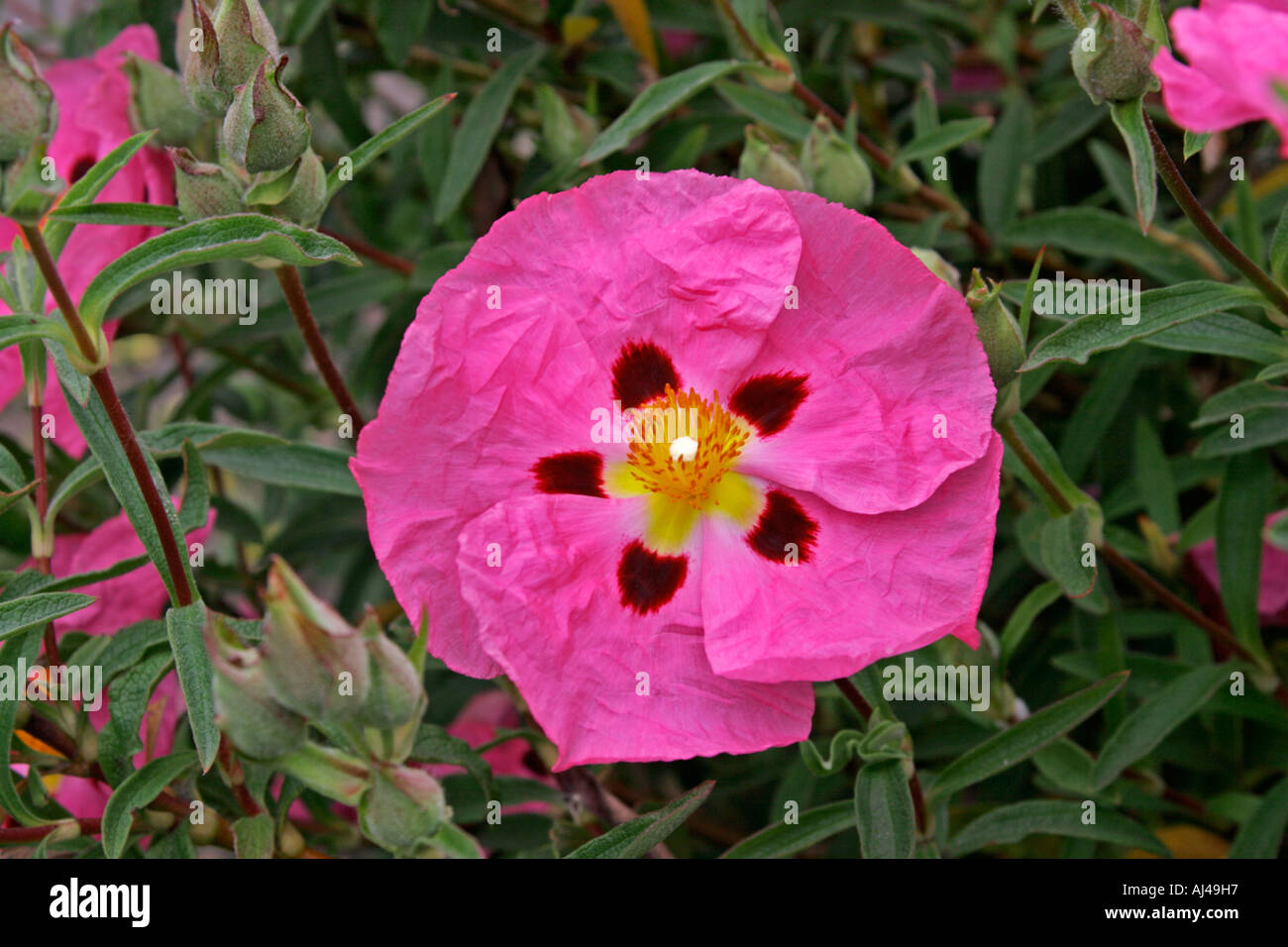 Orchid cisto nome botanico Cistus x purpureus Foto Stock