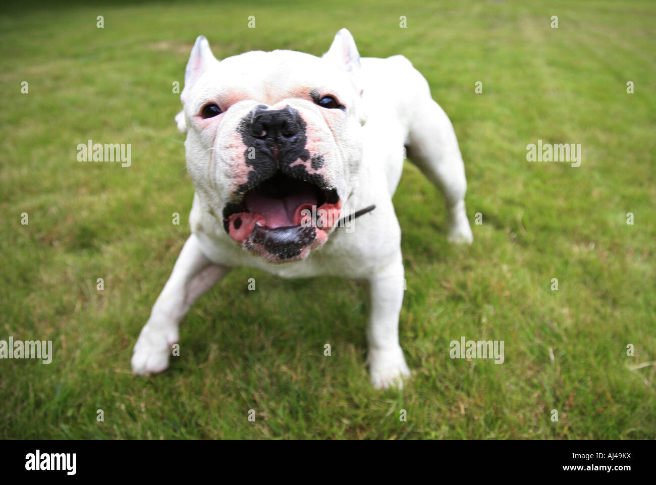 Bulldog francese (Canis lupus f. familiaris) Foto Stock